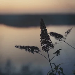 Photographie de paysage, zoom sur une plante, mare à Goriaux au crépuscule.